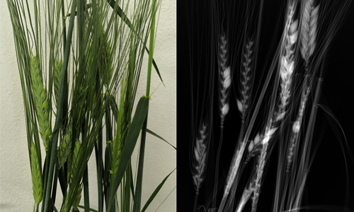 Characterization of hidden plant structures